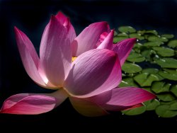 from the mud the lotus blossoms